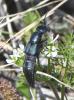 Ocypus ophthalmicus
